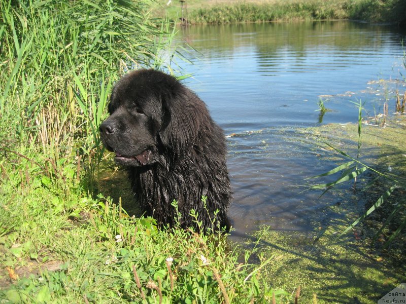 Фото: ньюфаундленд Akvatoriya Kelvin Supermen (Акватория Келвин Супермен)