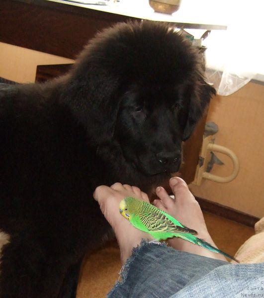 Фото: ньюфаундленд Sent Djons Otrada (Сент Джонс Отрада)