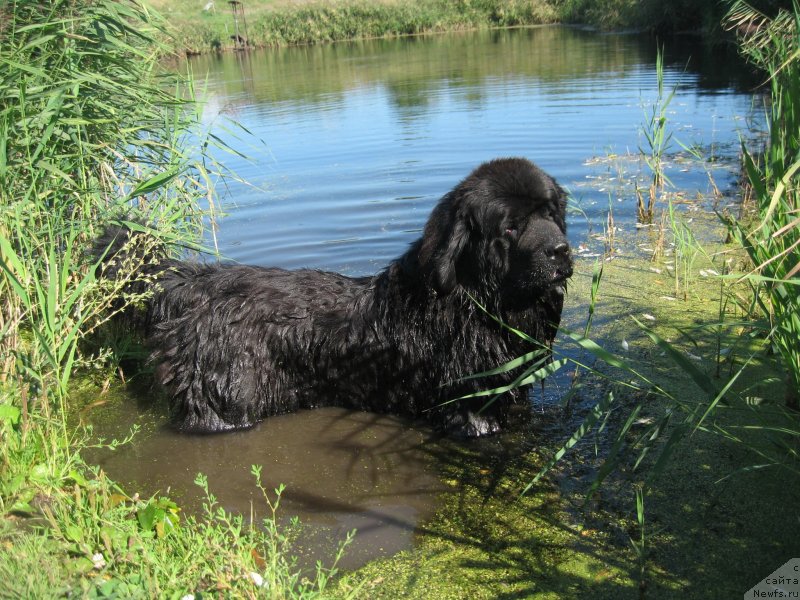 Фото: ньюфаундленд Akvatoriya Kelvin Supermen (Акватория Келвин Супермен)