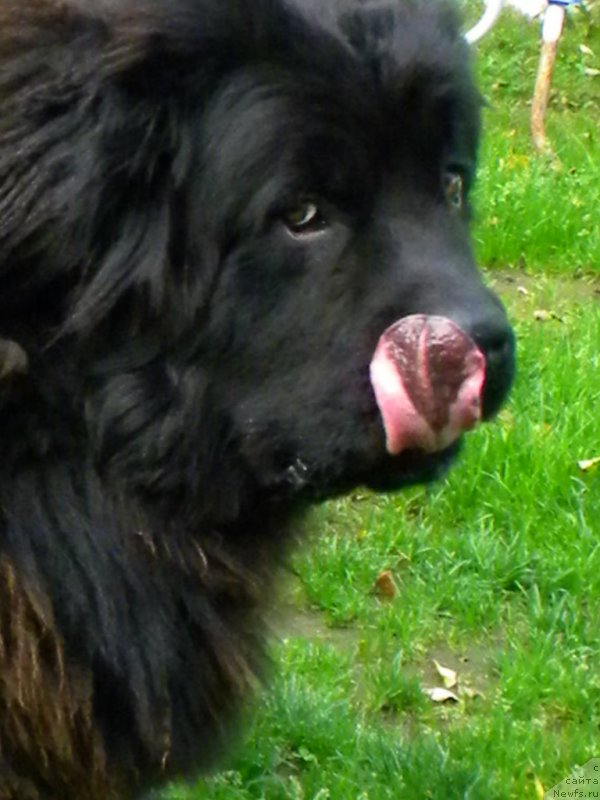 Фото: ньюфаундленд CHeyzer CHeyn Nayt (Чейзер Чейн Найт)