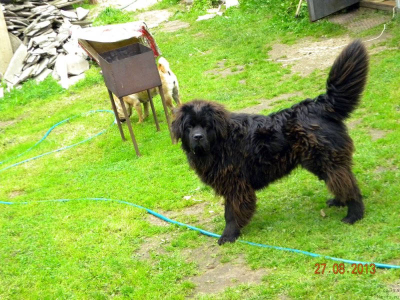 Фото: ньюфаундленд CHeyzer CHeyn Nayt (Чейзер Чейн Найт)