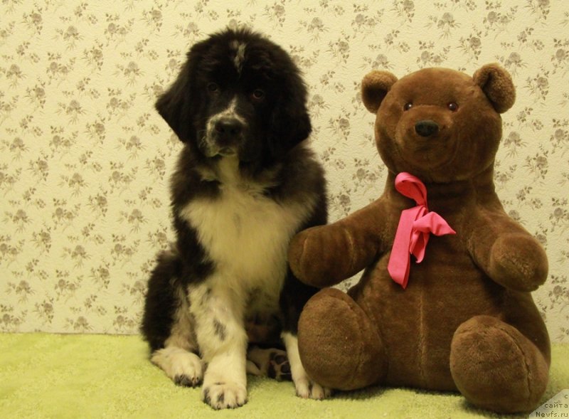 Фото: ньюфаундленд Akvian Song Laplandiya (Аквиан Сонг Лапландия)