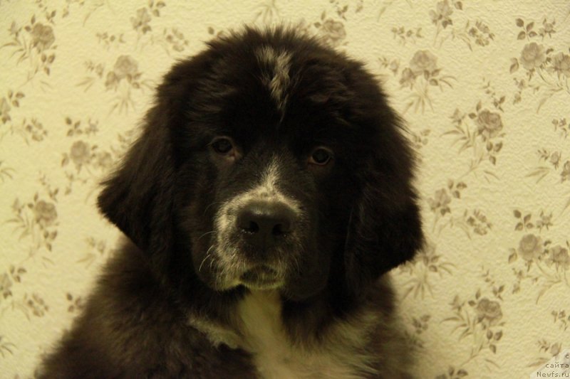 Фото: ньюфаундленд Akvian Song Laplandiya (Аквиан Сонг Лапландия)