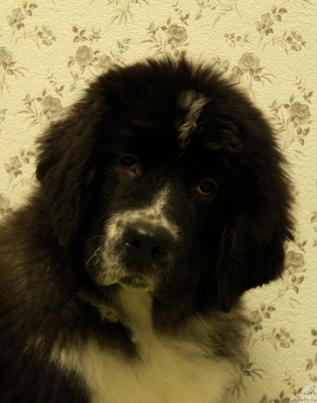 Фото: ньюфаундленд Akvian Song Laplandiya (Аквиан Сонг Лапландия)