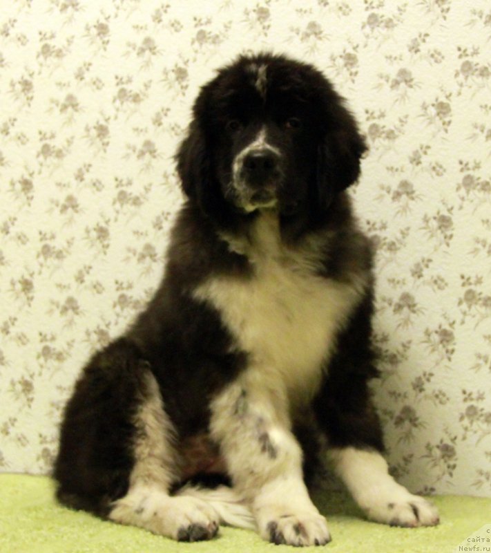 Фото: ньюфаундленд Akvian Song Laplandiya (Аквиан Сонг Лапландия)