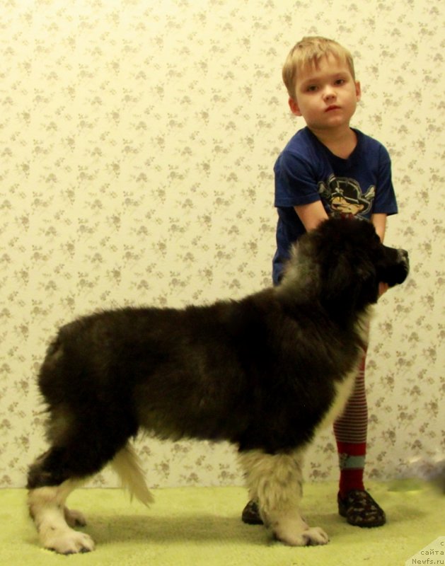 Фото: ньюфаундленд Akvian Song Laplandiya (Аквиан Сонг Лапландия), и хендлер Дмитрий Притула:)!