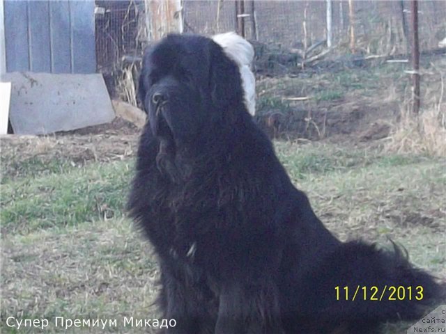 Фото: ньюфаундленд Super Premium Mikado (Супер Премиум Микадо)