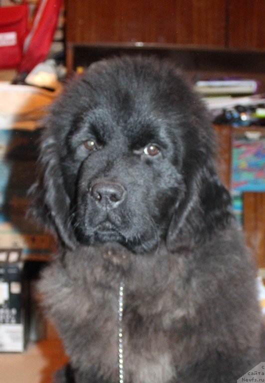 Фото: дочь, ньюфаундленд Akvatoriya Kelvin Oushen Drim (Акватория Келвин Оушен Дрим)