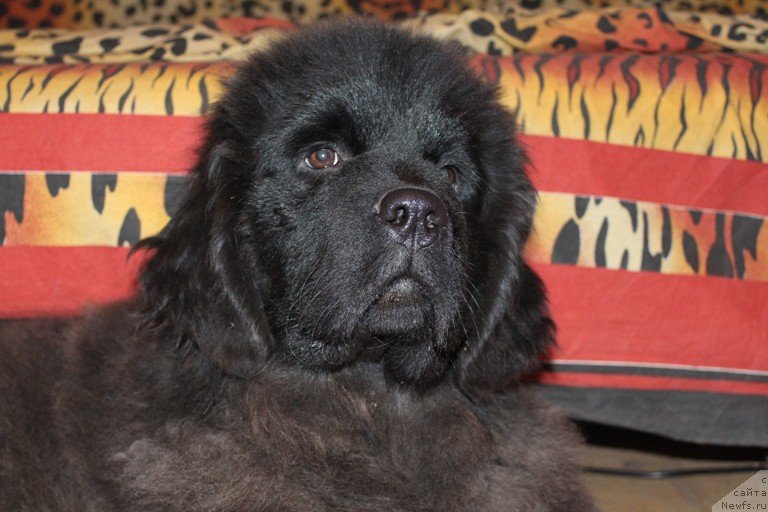 Фотография № 138746