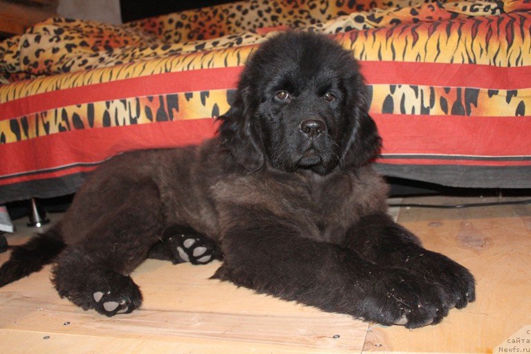 Фотография № 138747