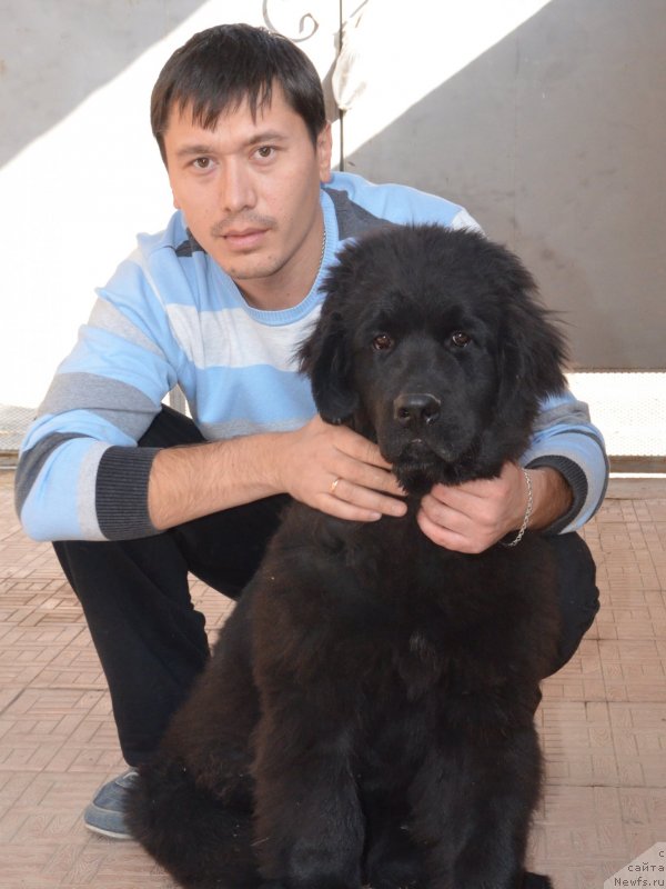 Фото: ньюфаундленд Exclusive Connection Domaine de St Jean de Beauregard (Эксклюзив Коннэкшен Домен Де Сен Жар Де Боргар)