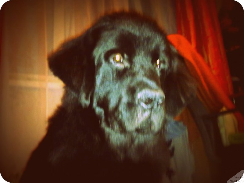 Фото: ньюфаундленд Chernyj Chank s Berega Dona (Черный Чанк с Берега Дона)