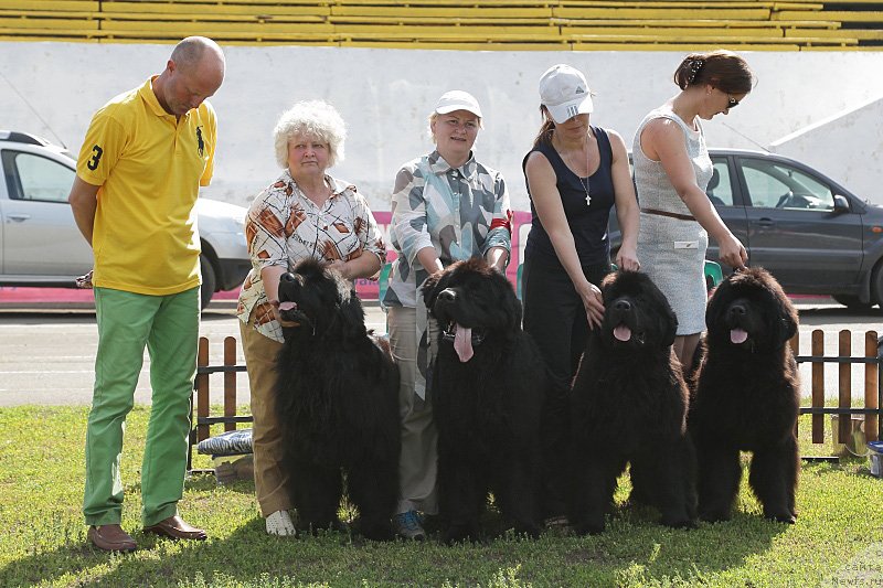 Фото: ньюфаундленд Akvatoriya Kelvin Zaskiya (Акватория Келвин Заския), ньюфаундленд Aquatoriya Kelvin Ultimatum (Акватория Келвин Ультиматум), ньюфаундленд Aquatoriya Kelvin Undisputed Wins (Акватория Келвин Ундиспьютид Винс), ньюфаундленд Aquatoria Kelvin Ursa High Spirit (Акватория Келвин Урса Хай Спирит), Galina Bondarenko (Галина Бондаренко), Kseniya Novikova (Ксения Новикова), МАркина Марина