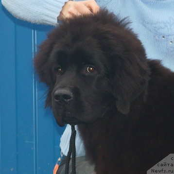 Фотография № 138783