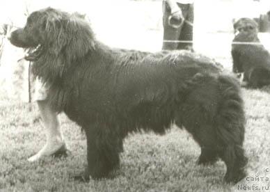 Фото: ньюфаундленд Berna (Берна)