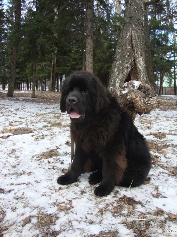 Фото: ньюфаундленд Sent Djons Zaura (Сент Джонс Заура)