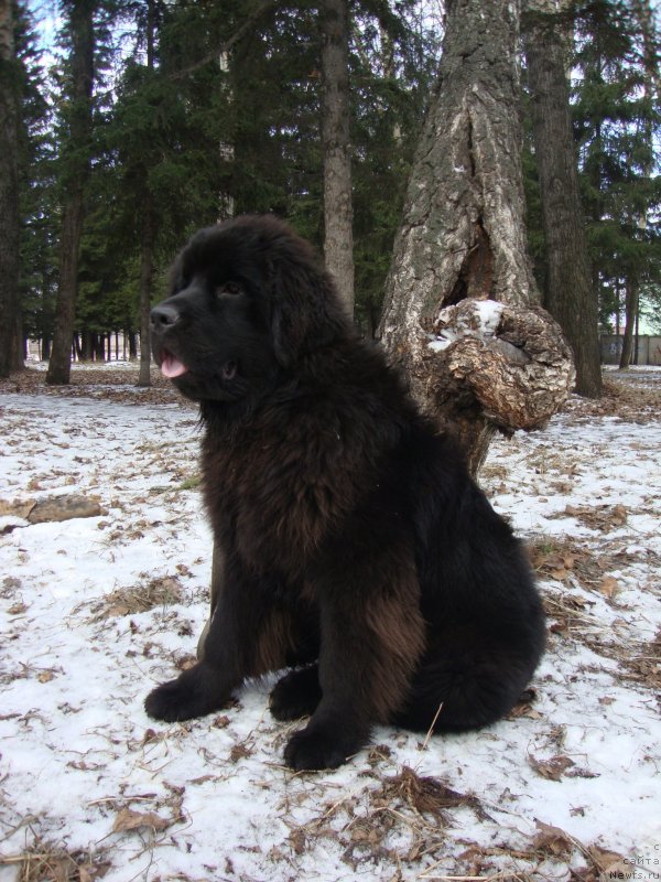 Фото: ньюфаундленд Sent Djons Zaura (Сент Джонс Заура)