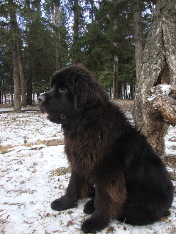 Фото: ньюфаундленд Sent Djons Zaura (Сент Джонс Заура)