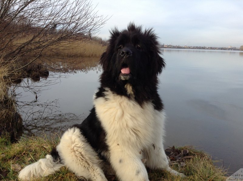 Фото: ньюфаундленд Akvian Song Kroun Royal (Аквиан Сонг Кроун Роял)