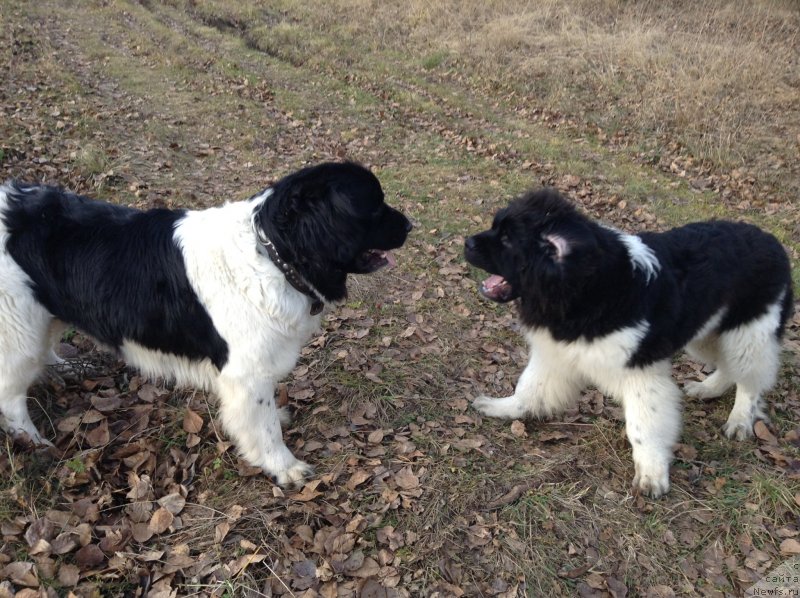 Фото: ньюфаундленд Akvian Song Kroun Royal (Аквиан Сонг Кроун Роял)
