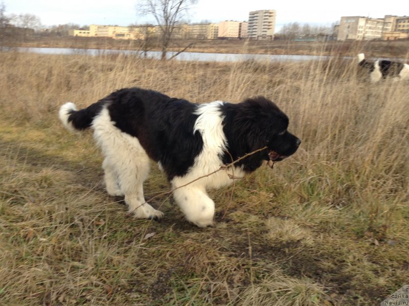 Фото: ньюфаундленд Akvian Song Kroun Royal (Аквиан Сонг Кроун Роял)