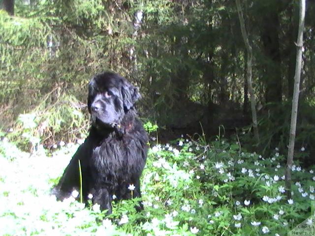 Фото: ньюфаундленд Talula Bell (Талула Белл)