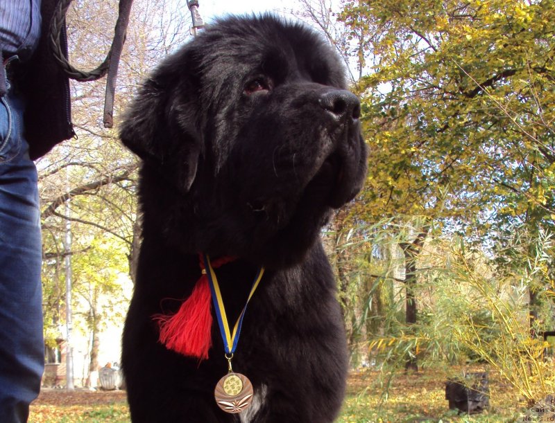 Фото: ньюфаундленд Big Sky Bear Brioche Con Marmellata