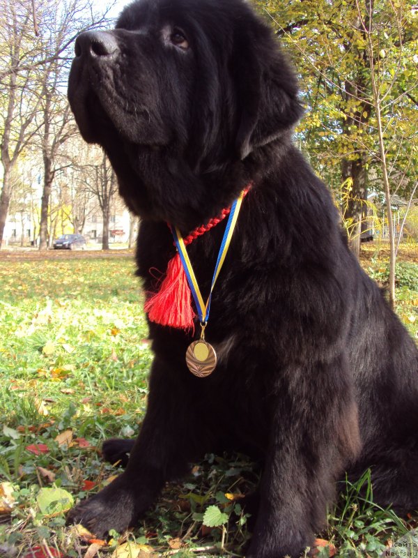 Фото: ньюфаундленд Big Sky Bear Brioche Con Marmellata