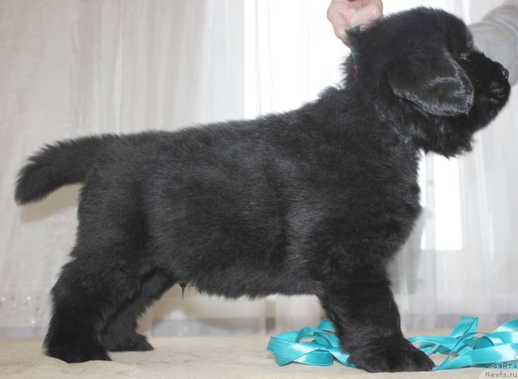 Фото: ньюфаундленд Dar Svezy Unika Sagitta (Дар Свезы Юника Сагитта)