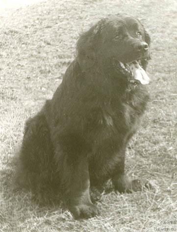 Фото: ньюфаундленд Araks (Аракс)