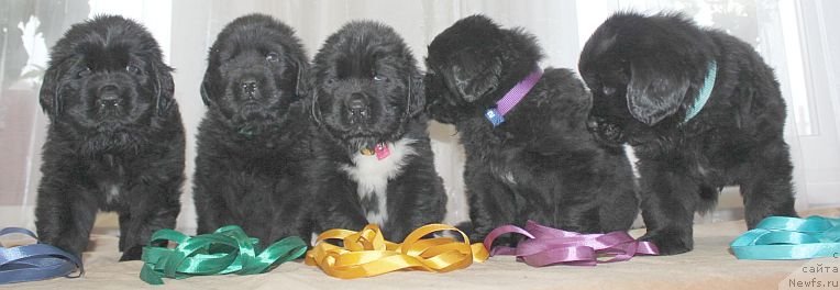 Фото: ньюфаундленд Dar Svezy Unika Sagitta (Дар Свезы Юника Сагитта)