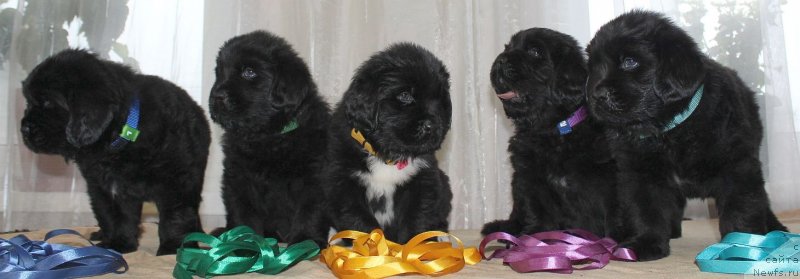 Фото: ньюфаундленд Dar Svezy Unika Sagitta (Дар Свезы Юника Сагитта)