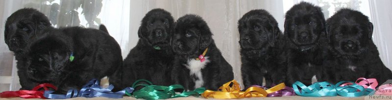 Фото: ньюфаундленд Dar Svezy Unika Sagitta (Дар Свезы Юника Сагитта)