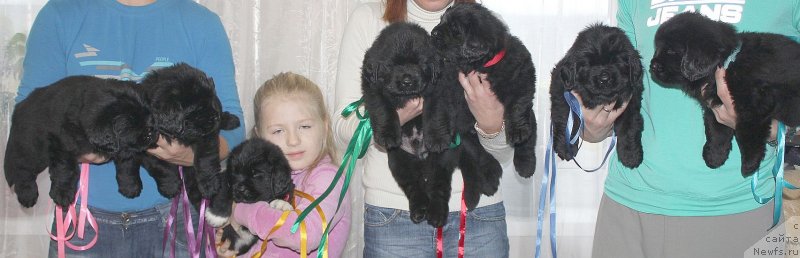 Фото: ньюфаундленд Dar Svezy Unika Sagitta (Дар Свезы Юника Сагитта)