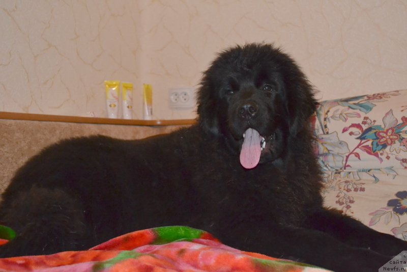 Фото: ньюфаундленд Talisman Morya Mishel' (Талисман Моря Мишель)