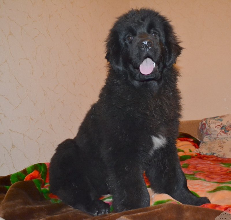 Фото: ньюфаундленд Talisman Morya Mishel' (Талисман Моря Мишель)