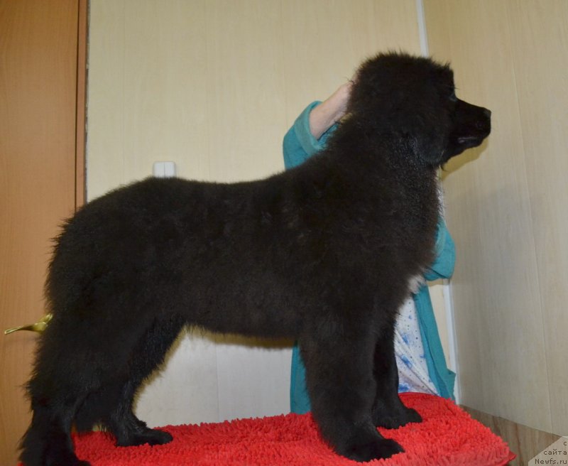 Фото: ньюфаундленд Talisman Morya Mishel' (Талисман Моря Мишель)