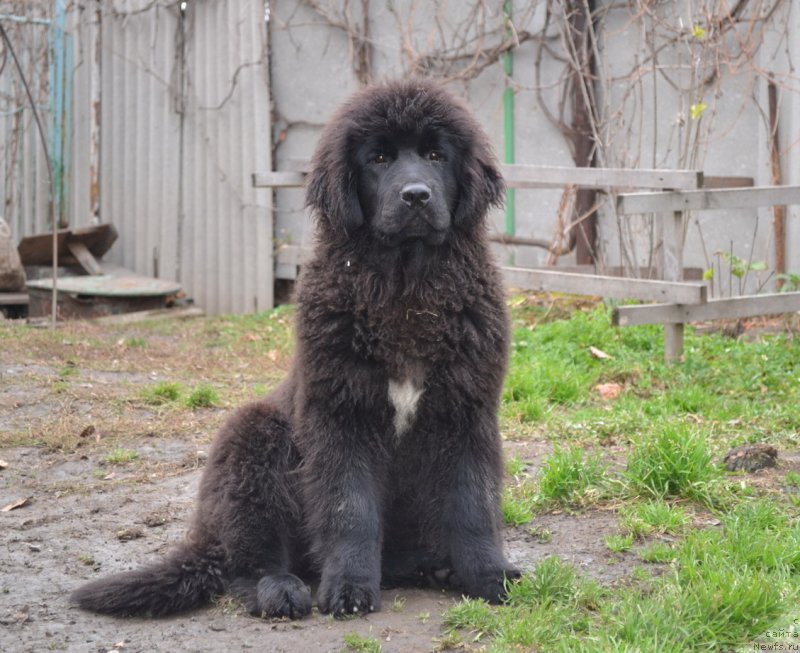 Фото: ньюфаундленд Talisman Morya Mishel' (Талисман Моря Мишель)