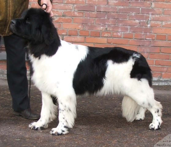 Фото: ньюфаундленд Plushevayа Panda Haira (Плюшевая Панда Хаира)