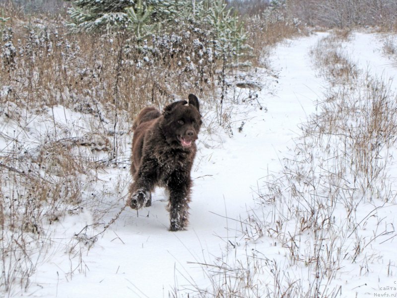 Фото: ньюфаундленд Sverkayuzhaya Gora Mashame (Сверкающая Гора Машаме)