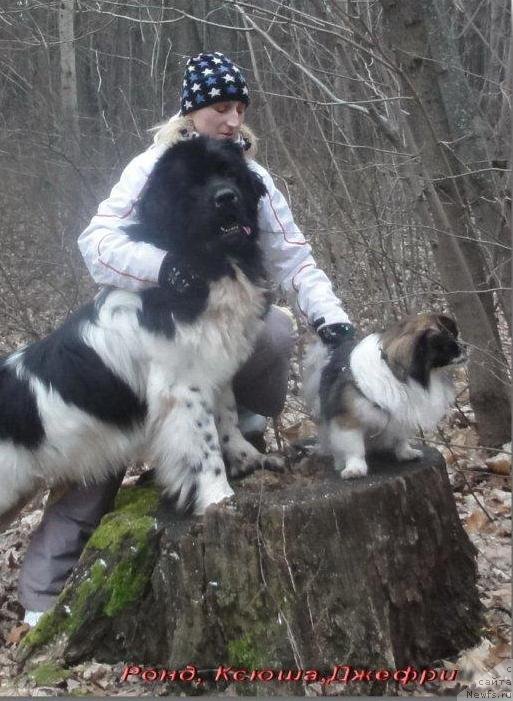 Фото: ньюфаундленд Plushevaya Panda Ferrero Rond Noir (Плюшевая Панда Ферреро Ронд Нуар), Kseniya Gorodnicheva (Ксения Городничева)