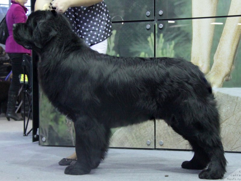 Фото: ньюфаундленд Akvian Song Insayd Mi Vord (Аквиан Сонг Инсайд Ми Ворд)