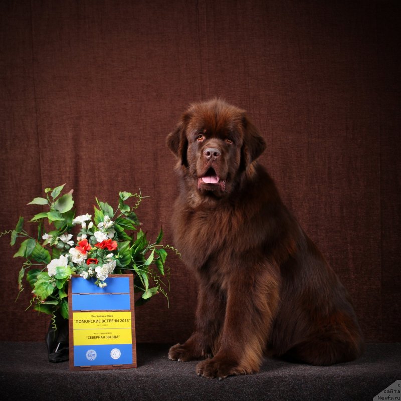 Фото: ньюфаундленд Horunzhy s Berega Dona (Хорунжий с Берега Дона)