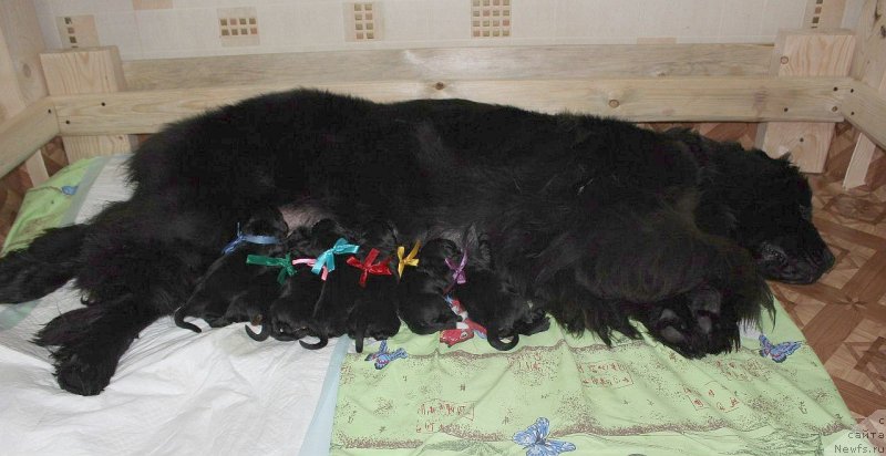 Фото: ньюфаундленд Dar Svezy Unika Sagitta (Дар Свезы Юника Сагитта), Irina Bubnova (Ирина Бубнова)