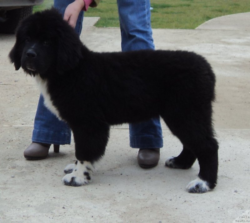 Фото: ньюфаундленд Akvian Song Ledi In Blyek (Аквиан Сонг Леди Ин Блэк)