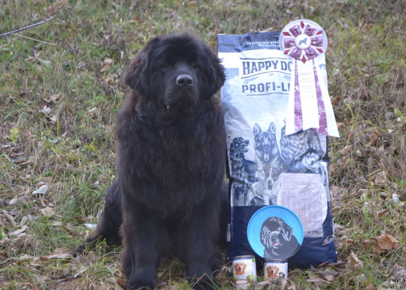 Фото: ньюфаундленд Aquatoriya Kelvin Sharliz (Акватория Келвин Шарлиз)