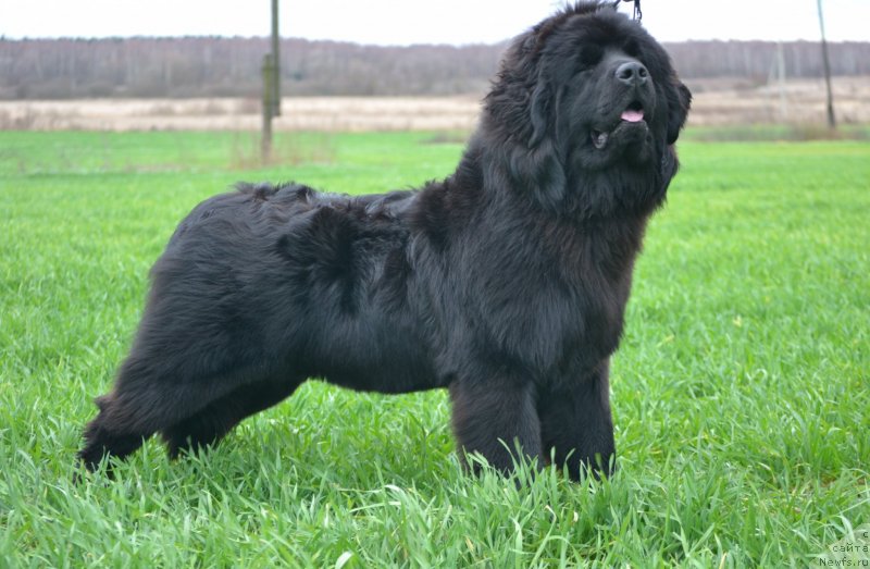 Фото: ньюфаундленд Aquatoriya Kelvin Sharliz (Акватория Келвин Шарлиз)