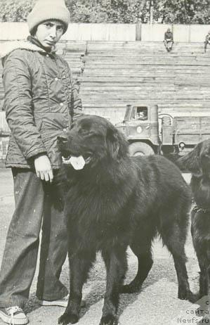 Фото: ньюфаундленд Markus (Маркус)