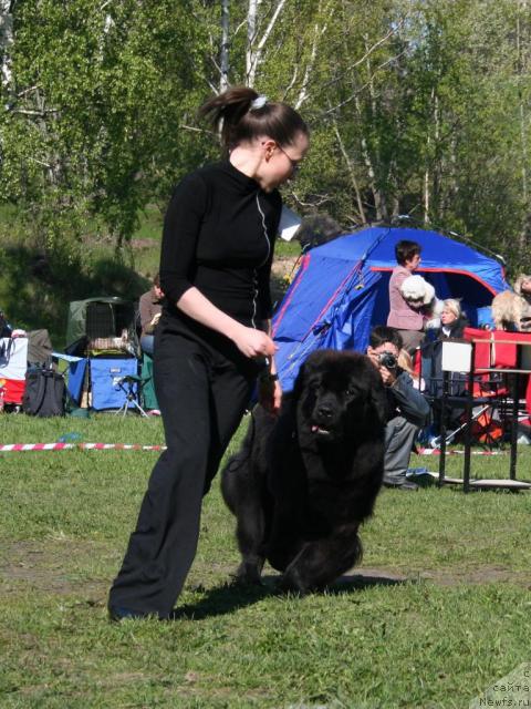 Фото: ньюфаундленд Arh B'yuti Oksi Svet (Арх Бьюти Окси Свет)