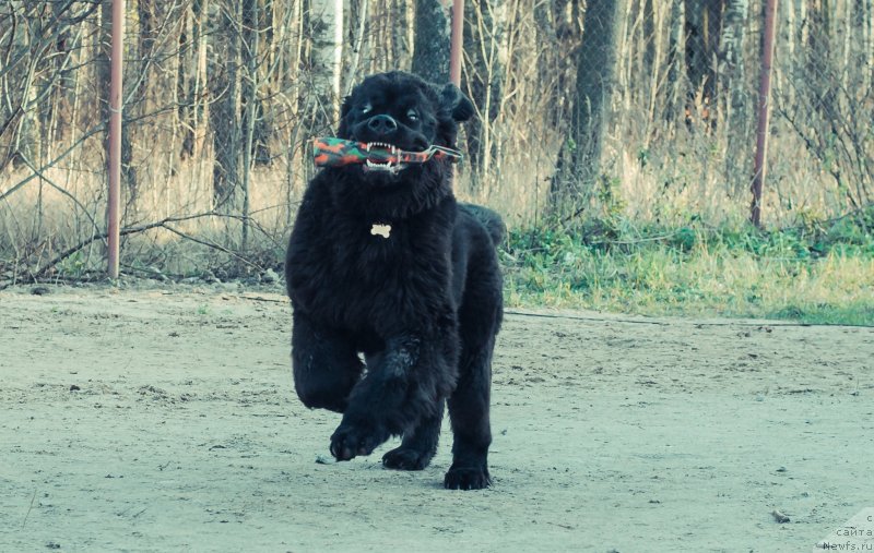 Фото: ньюфаундленд Smigar Liverpulsiy Chetvertak (Смигар Ливерпульский Четвертак)